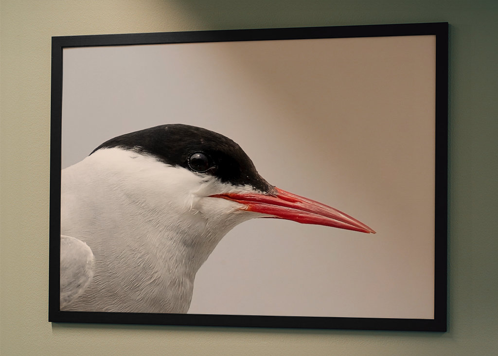 Arktisk Terne Portræt 