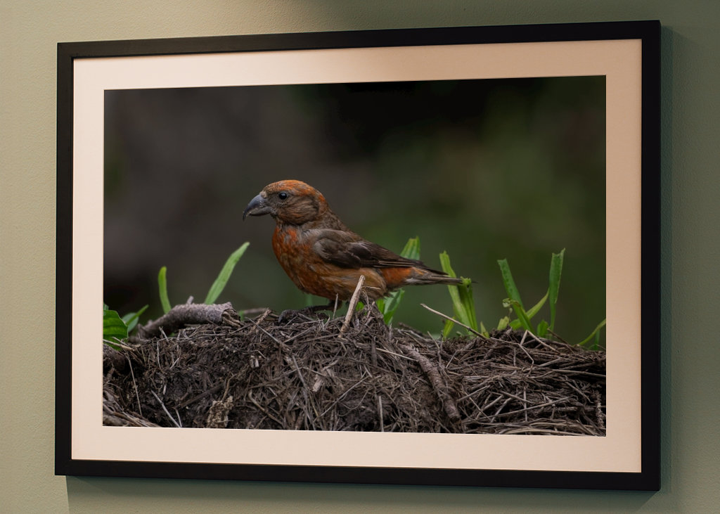 Piquituerto de abeto