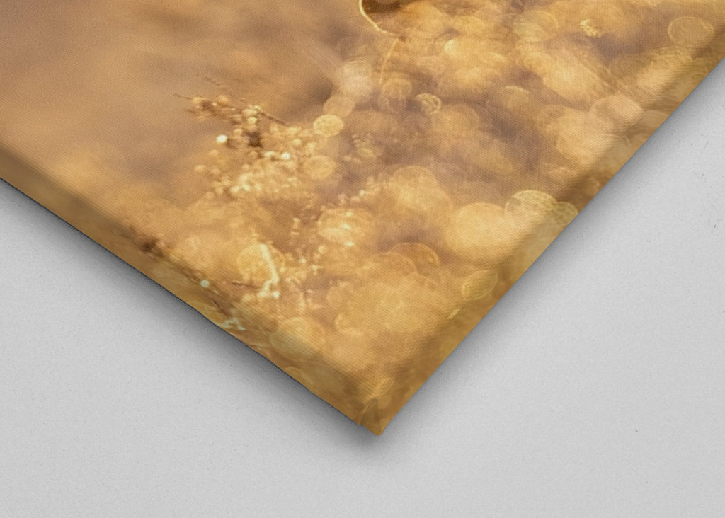 Námluvy tetřívka v magickém světle