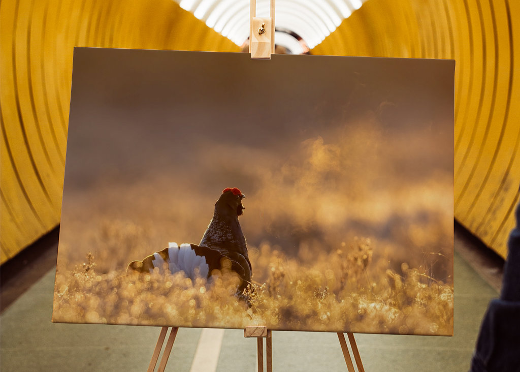 Námluvy tetřívka v magickém světle