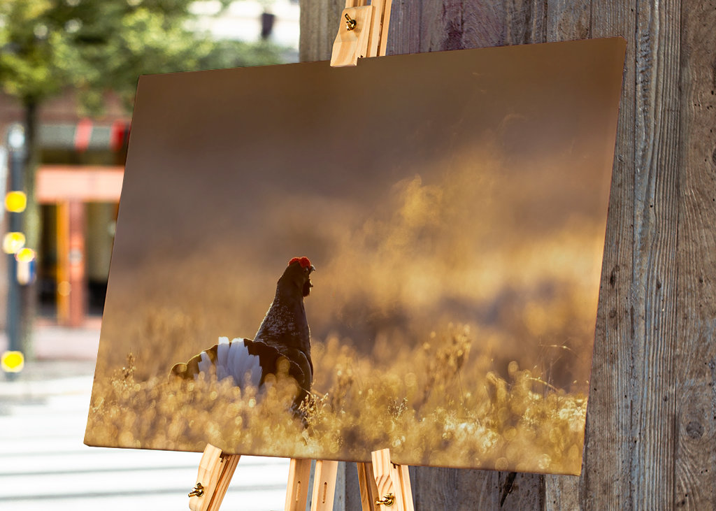 Námluvy tetřívka v magickém světle