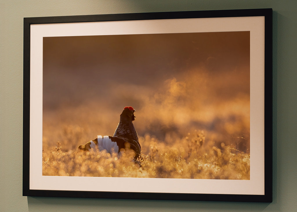 Námluvy tetřívka v magickém světle