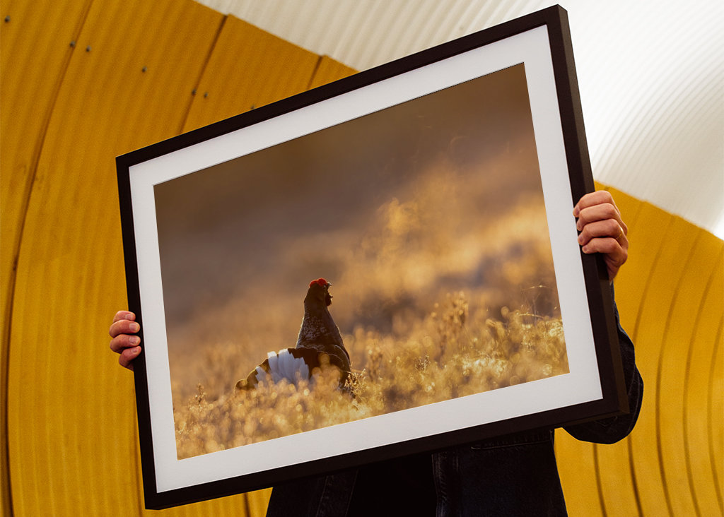 Námluvy tetřívka v magickém světle