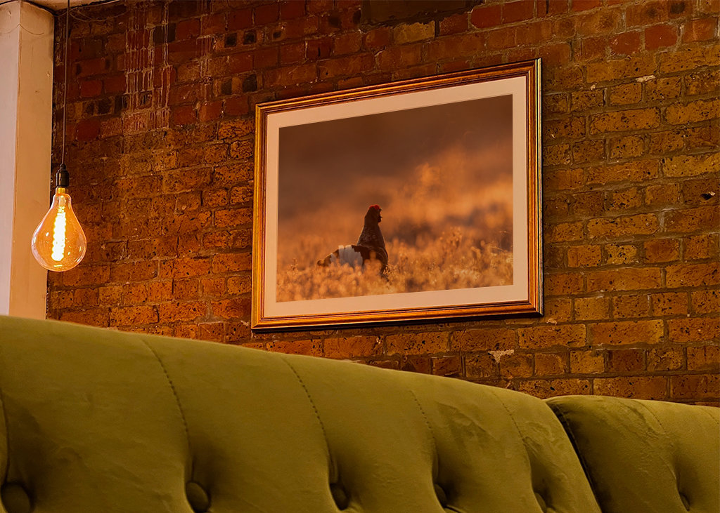 Námluvy tetřívka v magickém světle