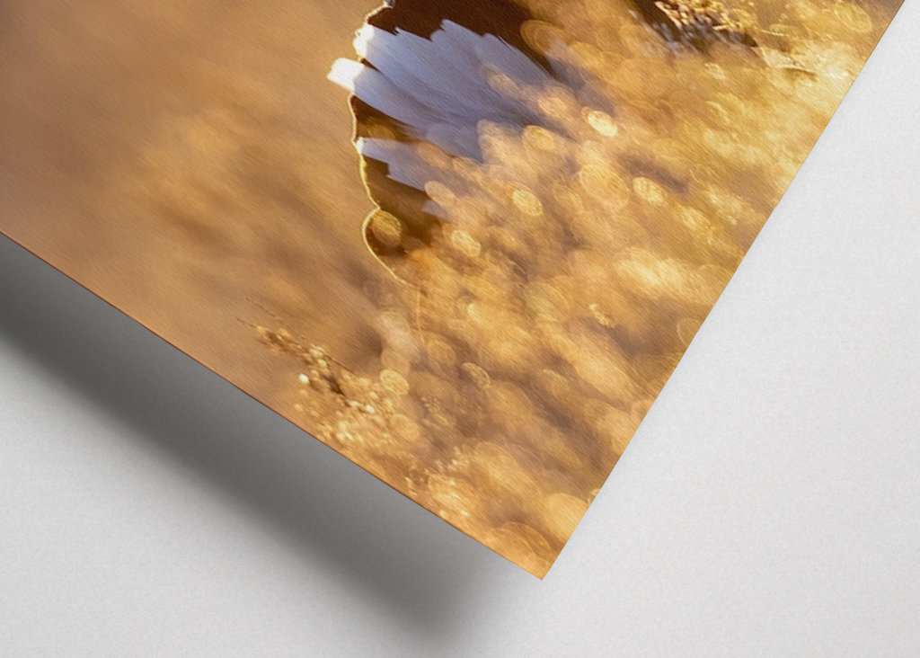 Námluvy tetřívka v magickém světle