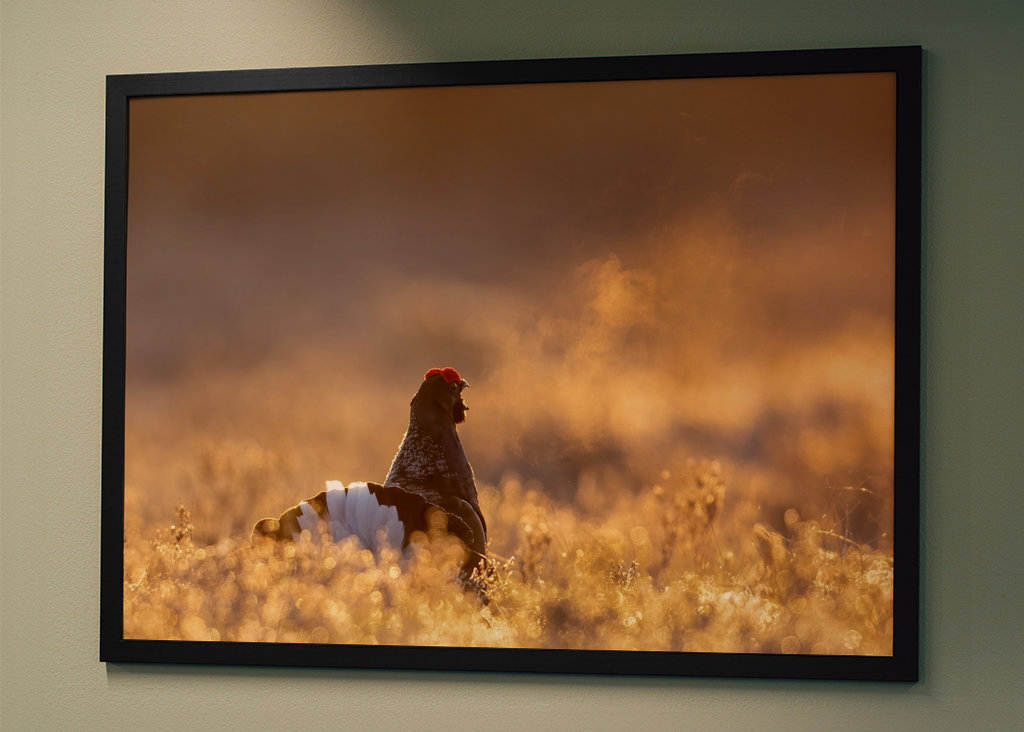 Námluvy tetřívka v magickém světle