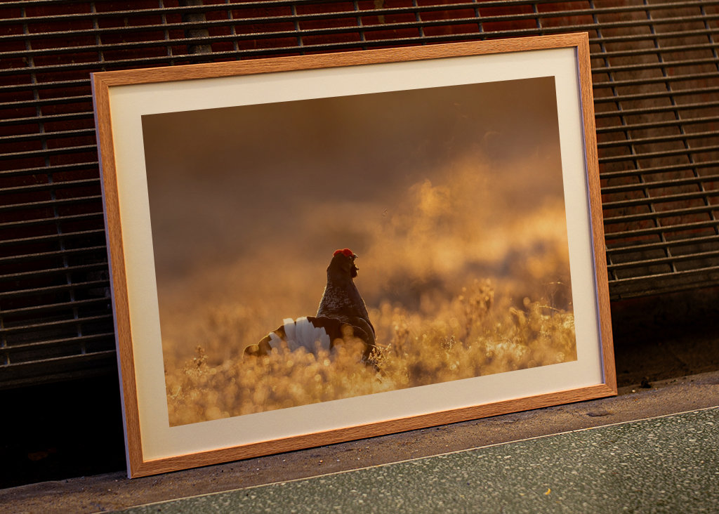 Námluvy tetřívka v magickém světle