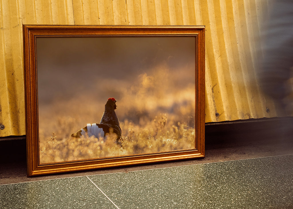 Námluvy tetřívka v magickém světle