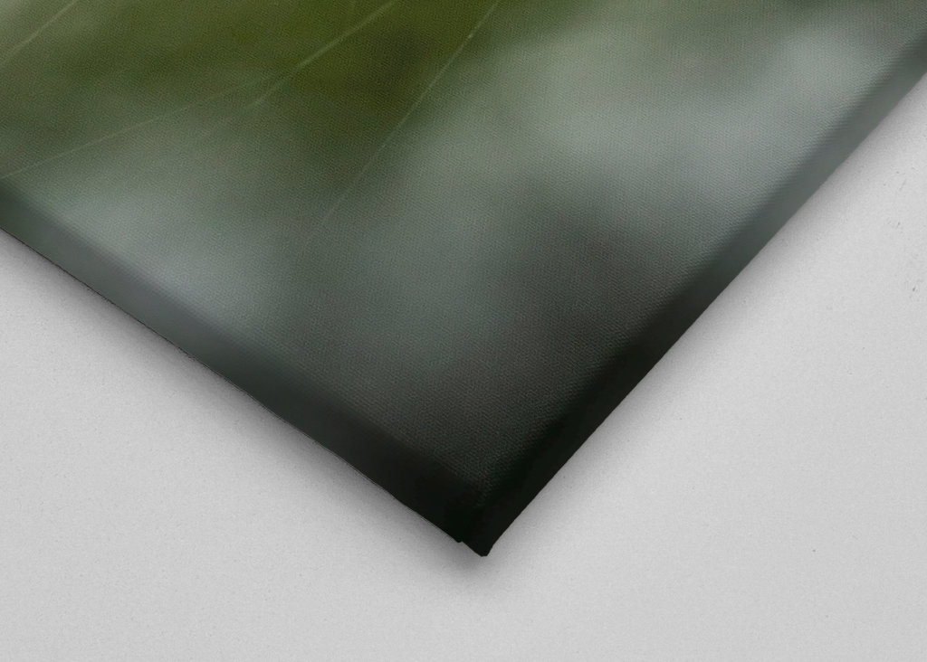 Butter flower on the meadow