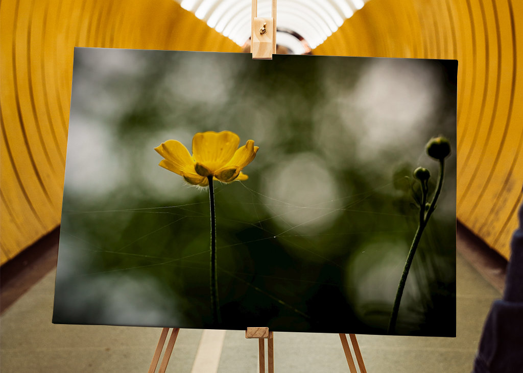 Butter flower on the meadow