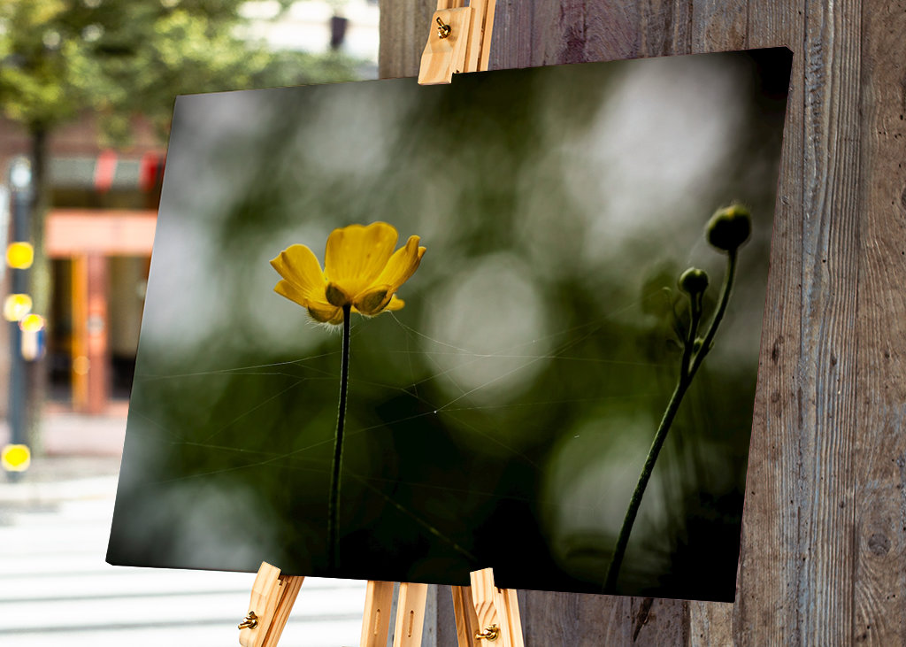 Butter flower on the meadow