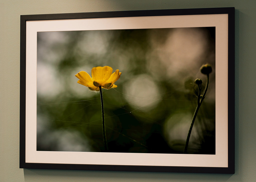 Butter flower on the meadow