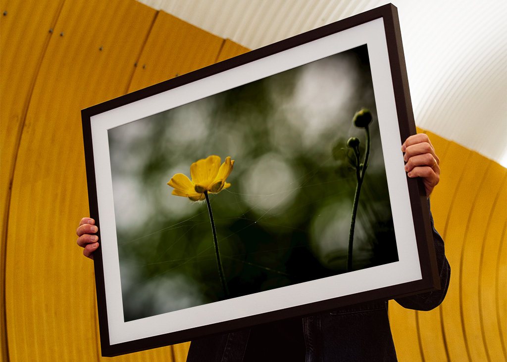 Butter flower on the meadow