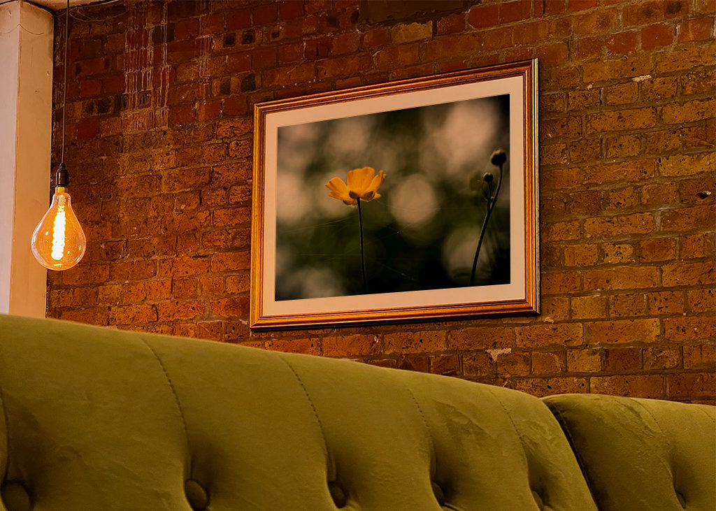 Butter flower on the meadow