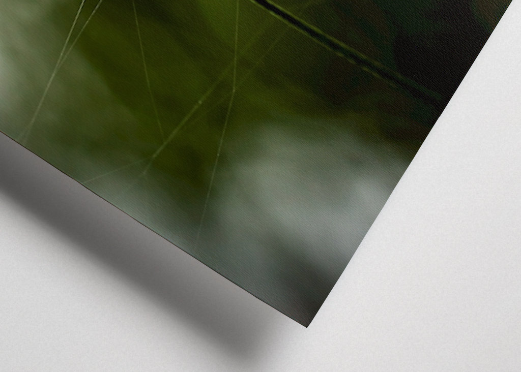 Butter flower on the meadow