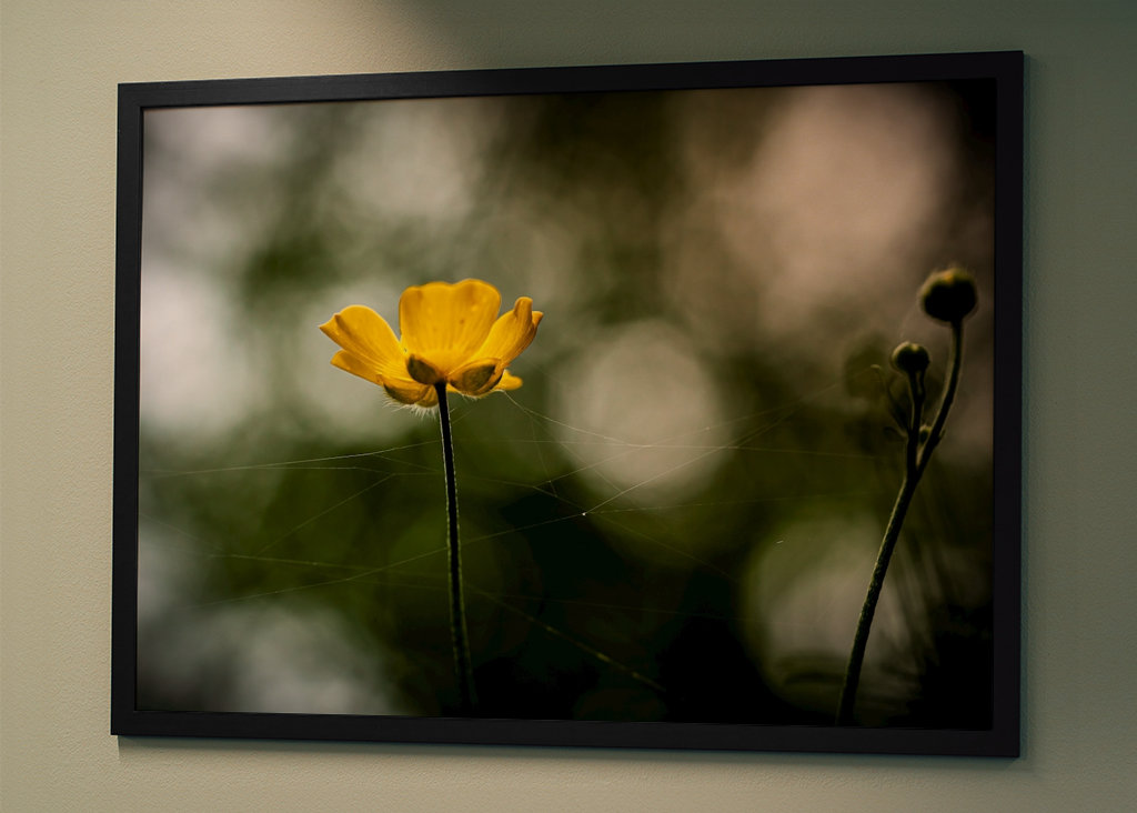 Butter flower on the meadow