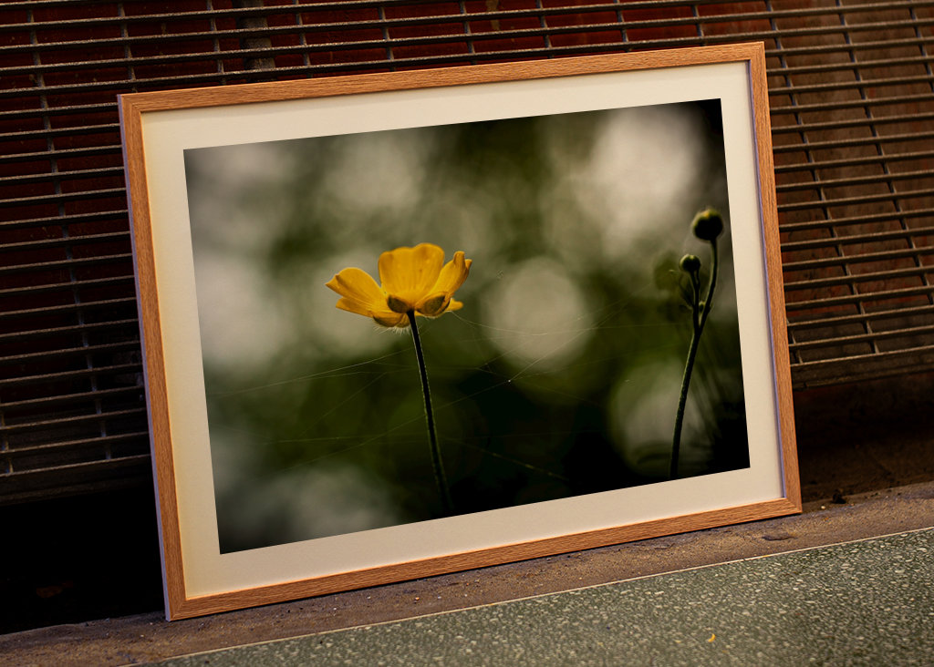 Butter flower on the meadow