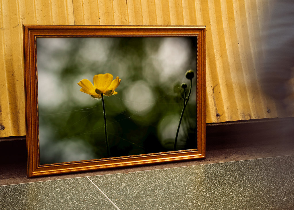 Butter flower on the meadow