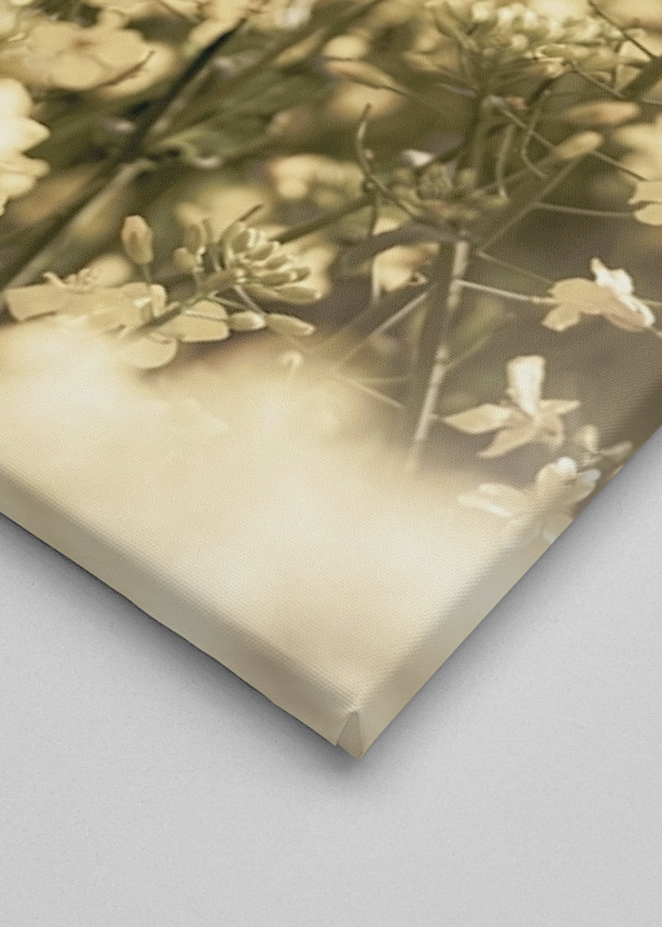 Rapsmarker om sommeren