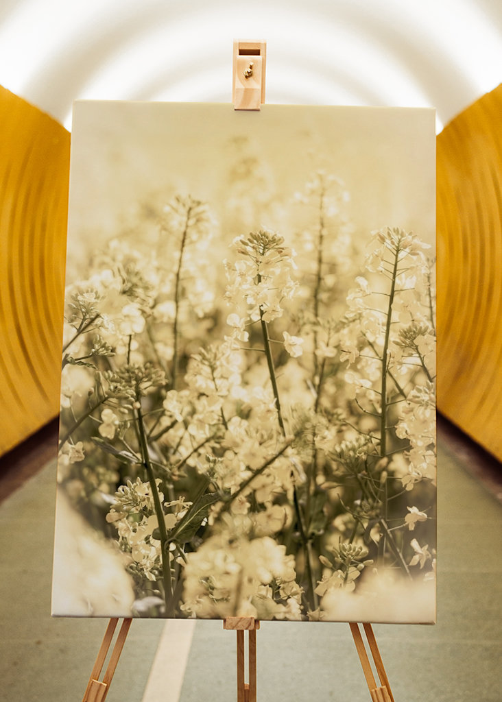 Rapsmarker om sommeren