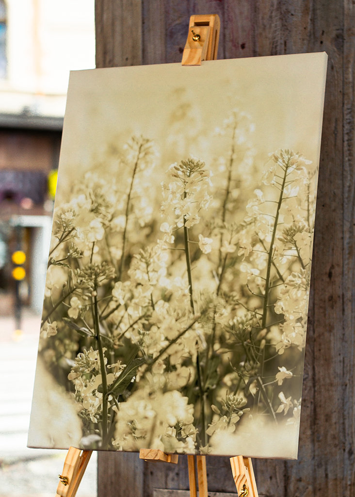 Rapsmarker om sommeren