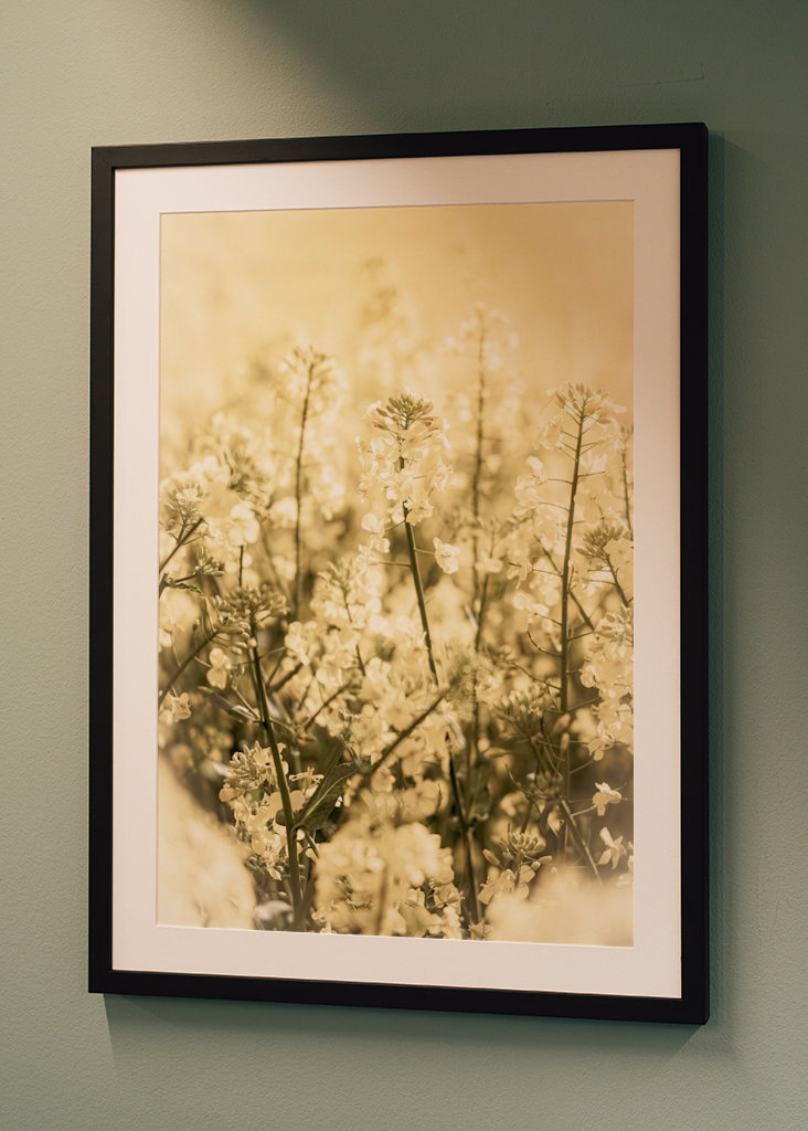 Rapsmarker om sommeren