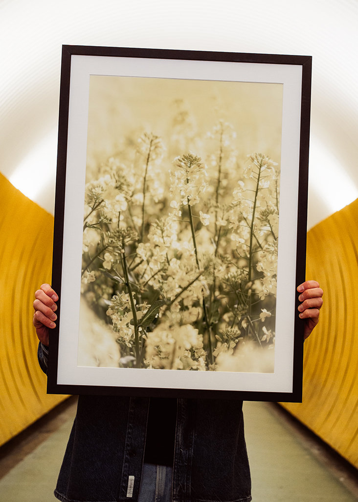 Rapsmarker om sommeren