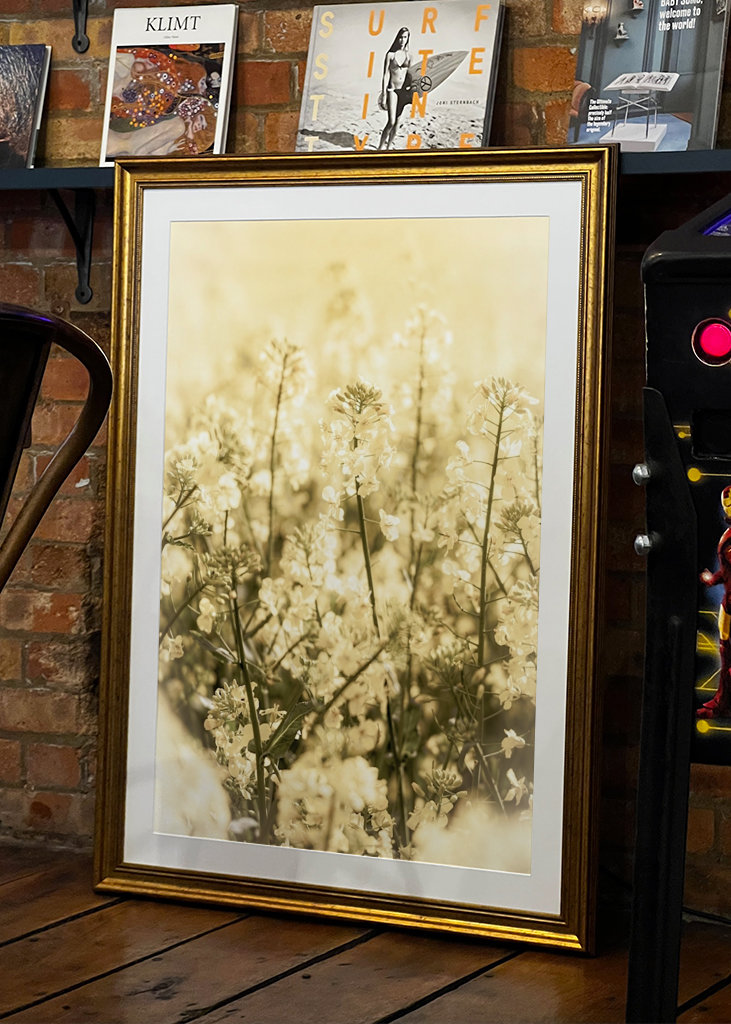 Rapsmarker om sommeren