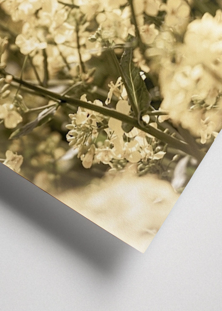 Rapsmarker om sommeren