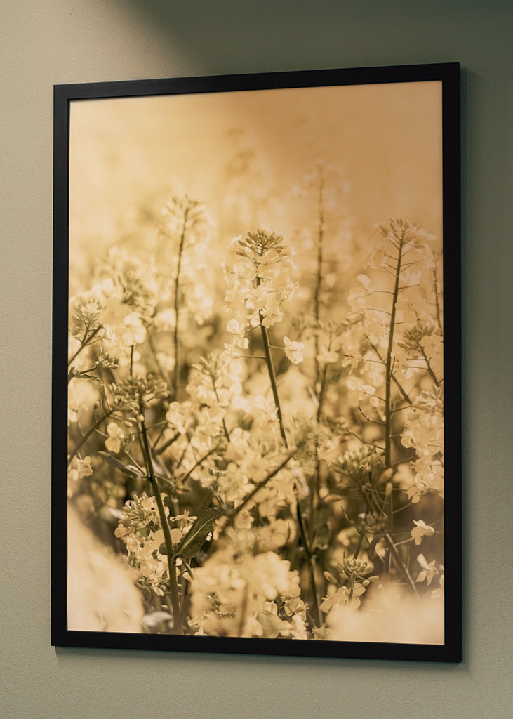 Rapsmarker om sommeren