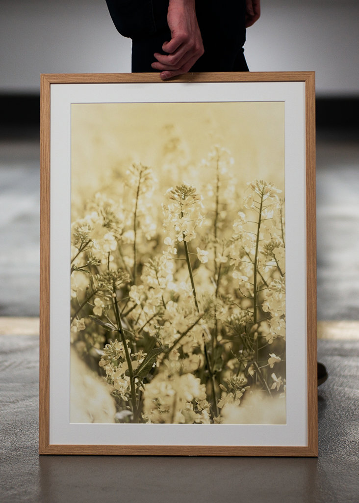 Rapsmarker om sommeren