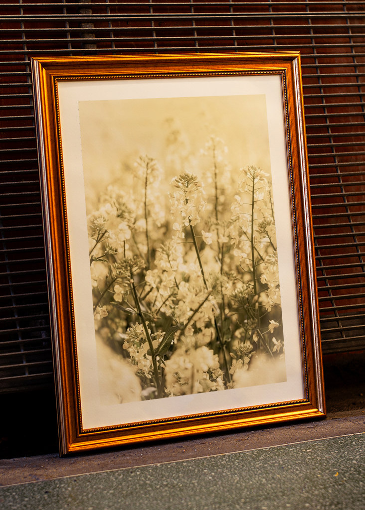 Rapsmarker om sommeren