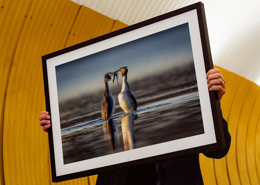 Penguin dance -  Gr Crest Greb