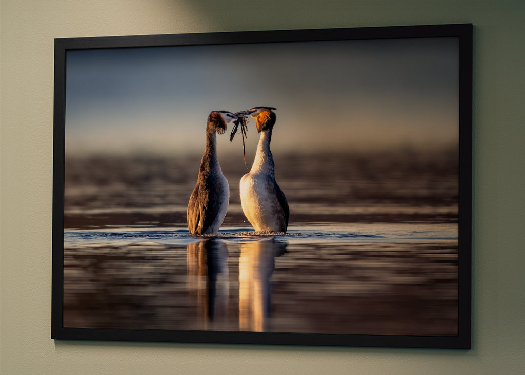 Penguin dance -  Gr Crest Greb