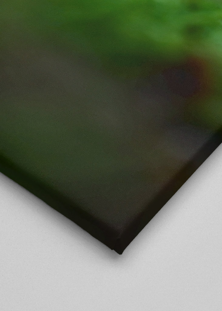 Tiny orange mushroom