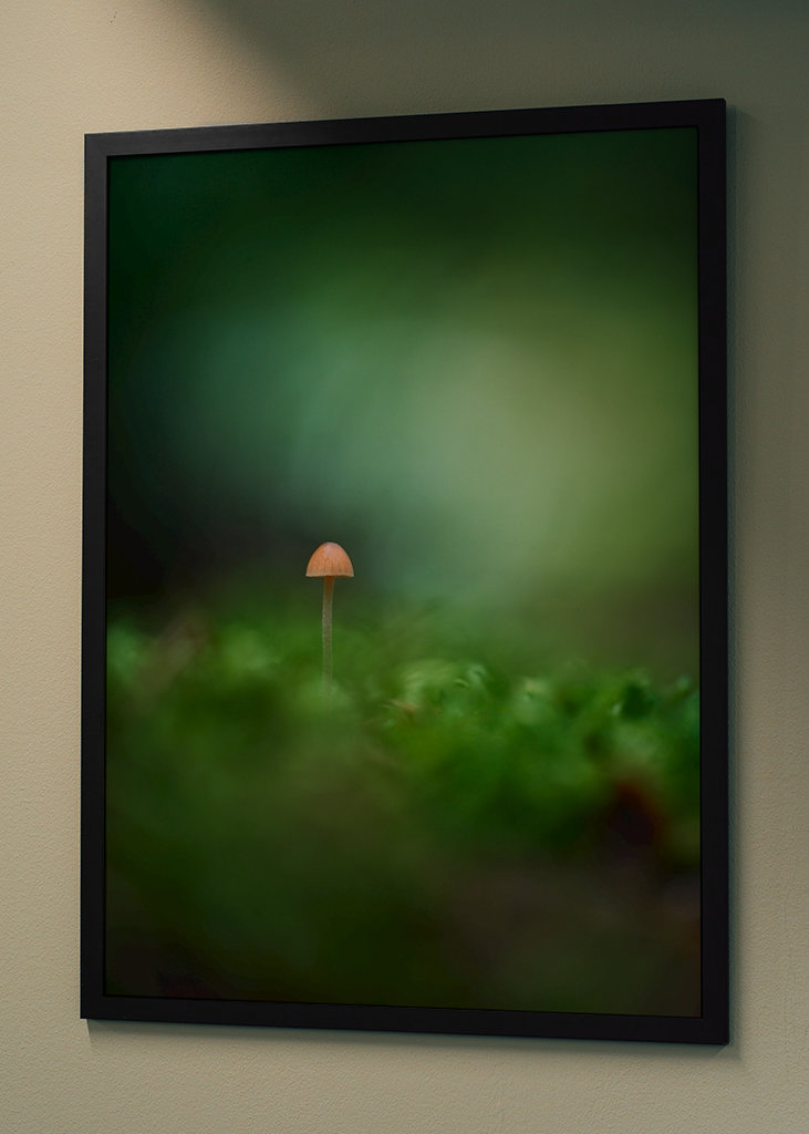 Tiny orange mushroom