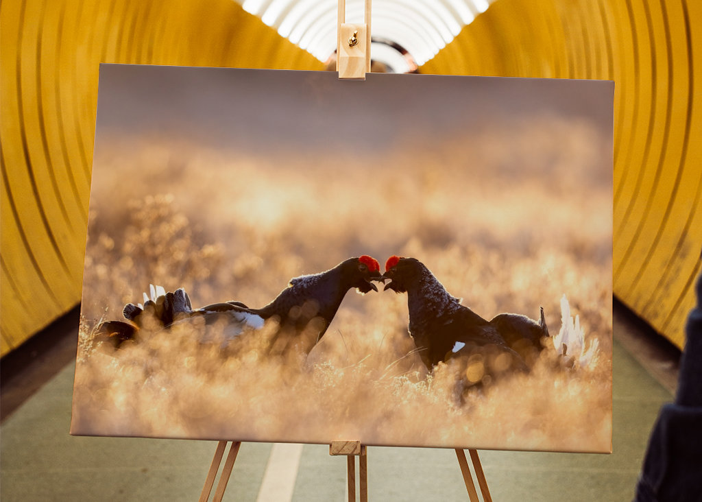 Rypespill i magisk lys