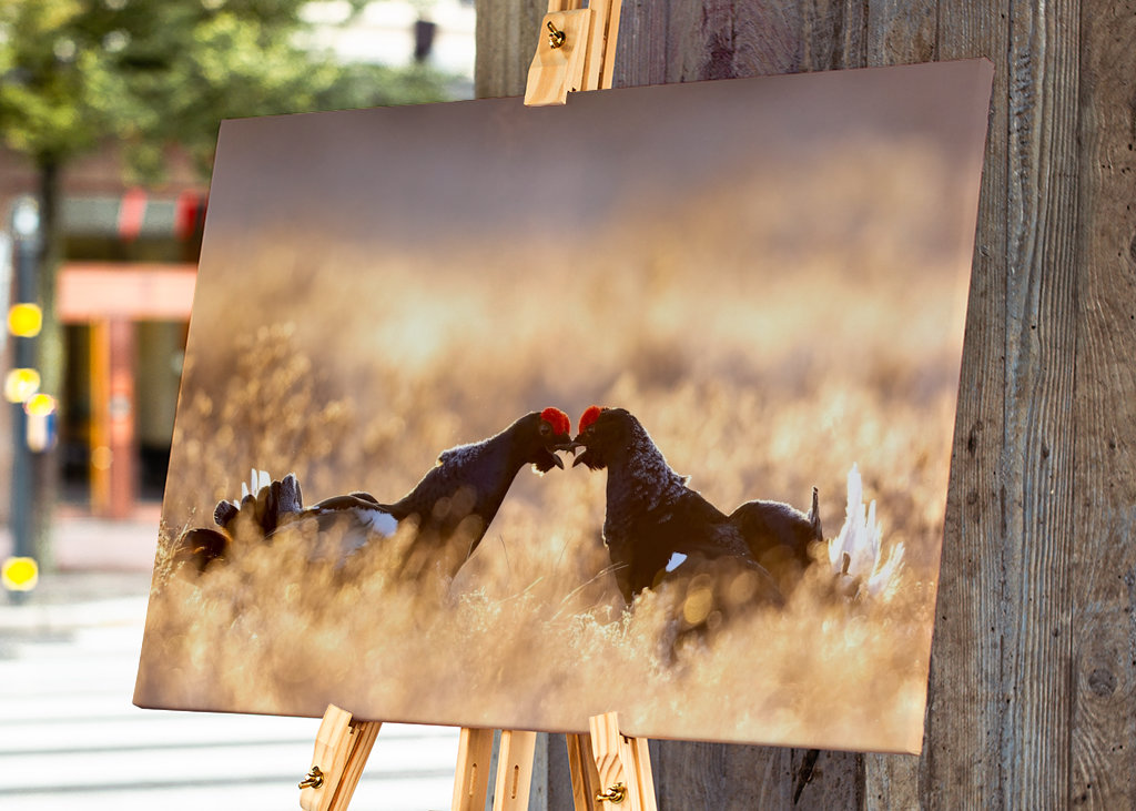 Rypespill i magisk lys