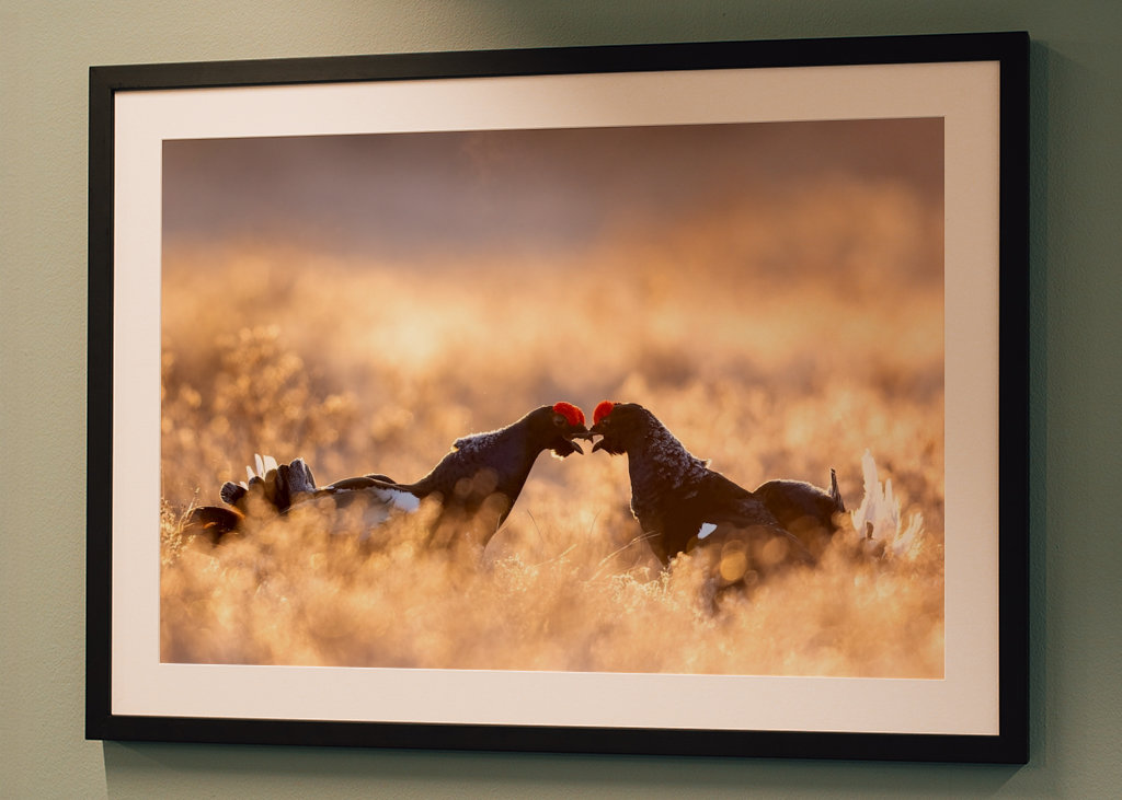 Rypespill i magisk lys