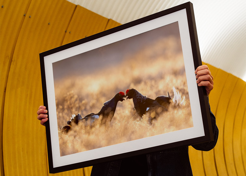 Rypespill i magisk lys