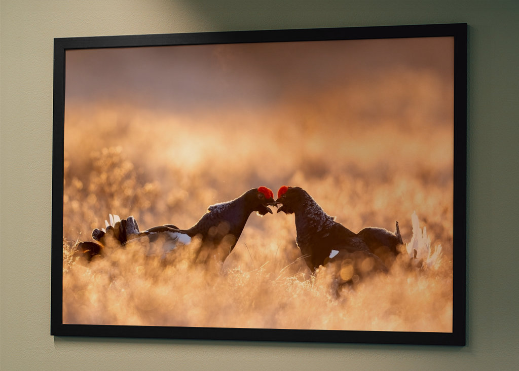 Rypespill i magisk lys