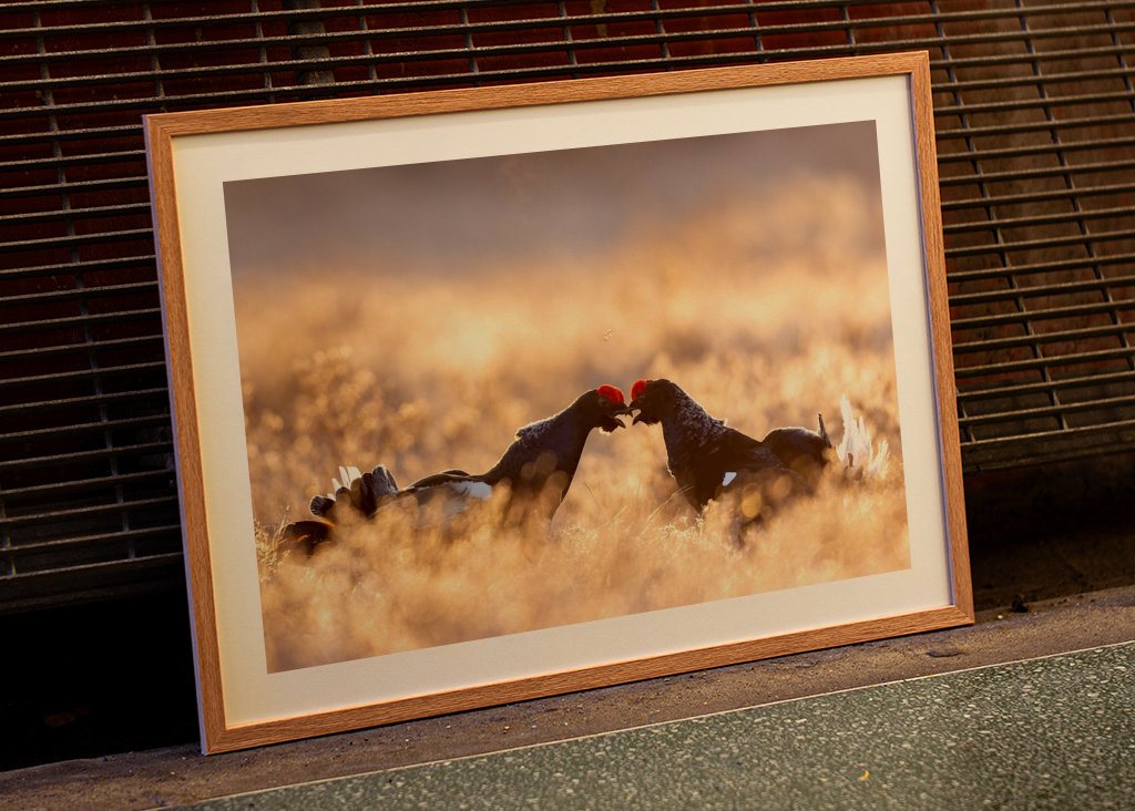 Rypespill i magisk lys