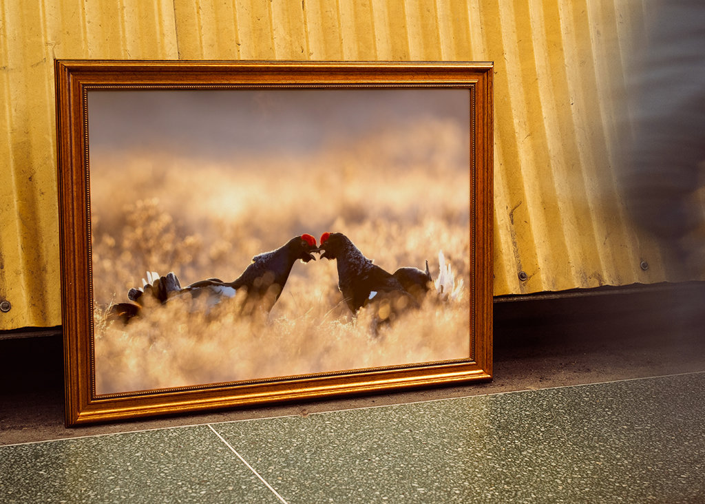 Rypespill i magisk lys