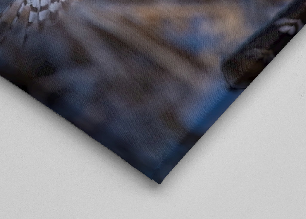 Jestřáb lesní v posledním denním světle