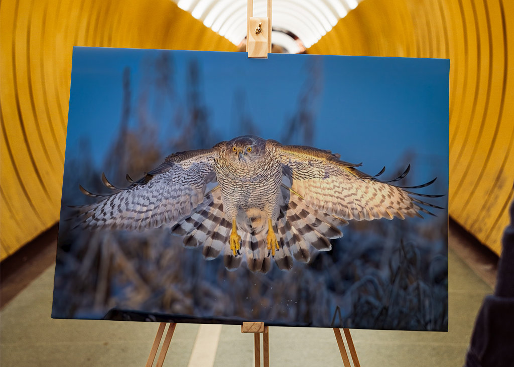 Jestřáb lesní v posledním denním světle