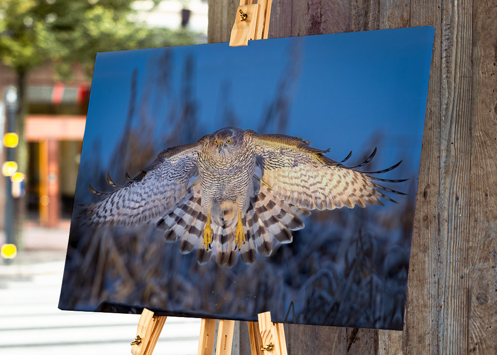 Jestřáb lesní v posledním denním světle