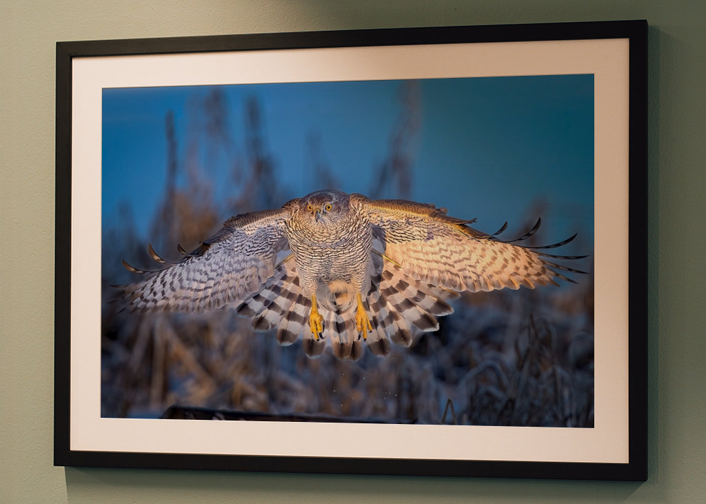 Jestřáb lesní v posledním denním světle