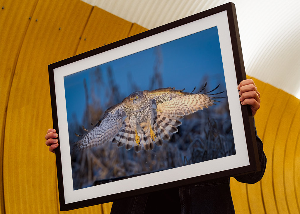 Jestřáb lesní v posledním denním světle