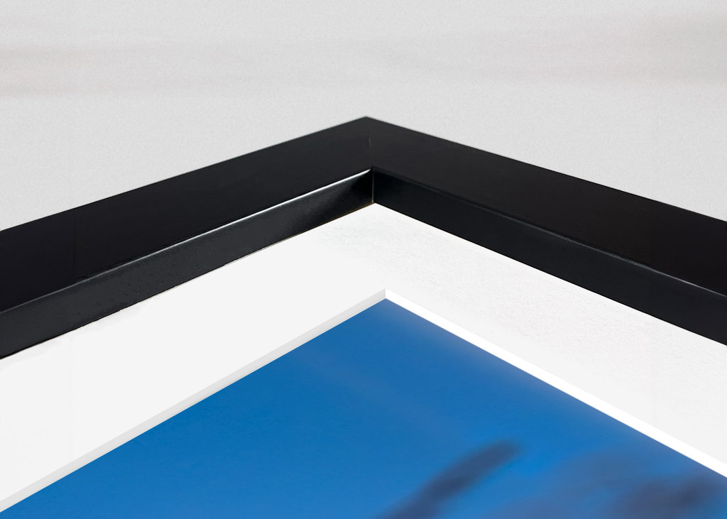 Jestřáb lesní v posledním denním světle