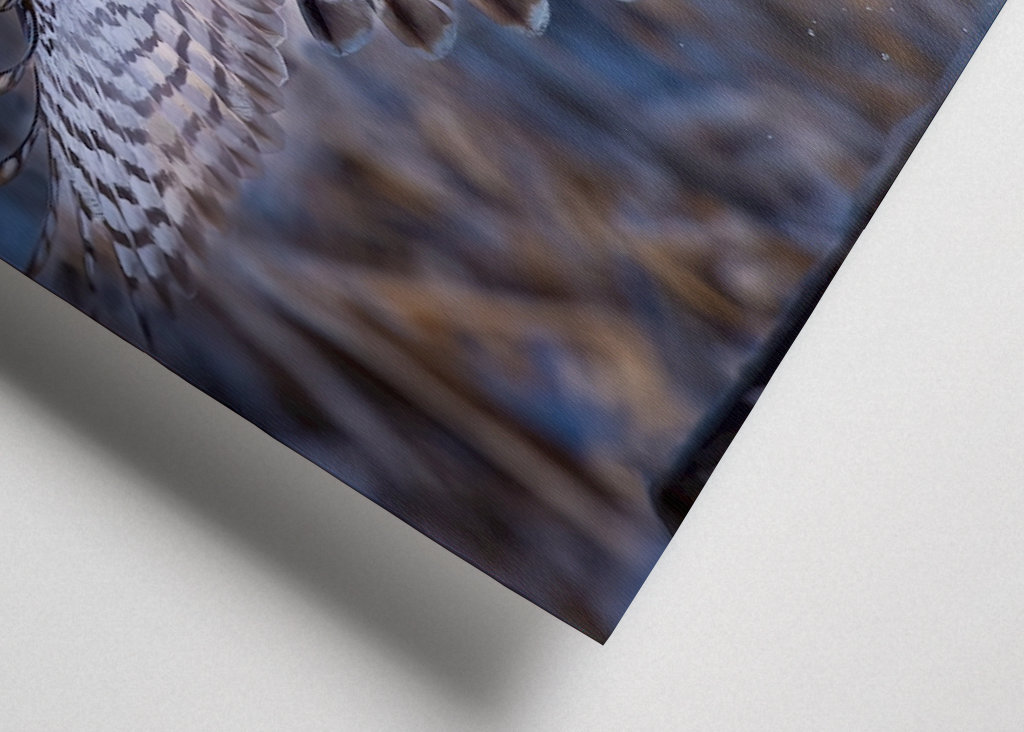 Jestřáb lesní v posledním denním světle